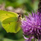 Zitronenfalter an Flockenblume