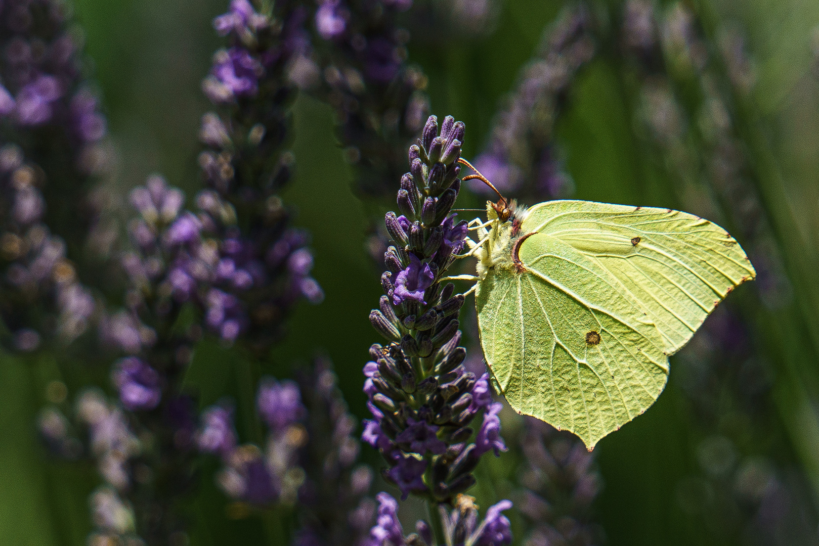 Zitronenfalter an Lavendel