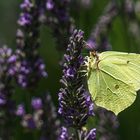 Zitronenfalter an Lavendel