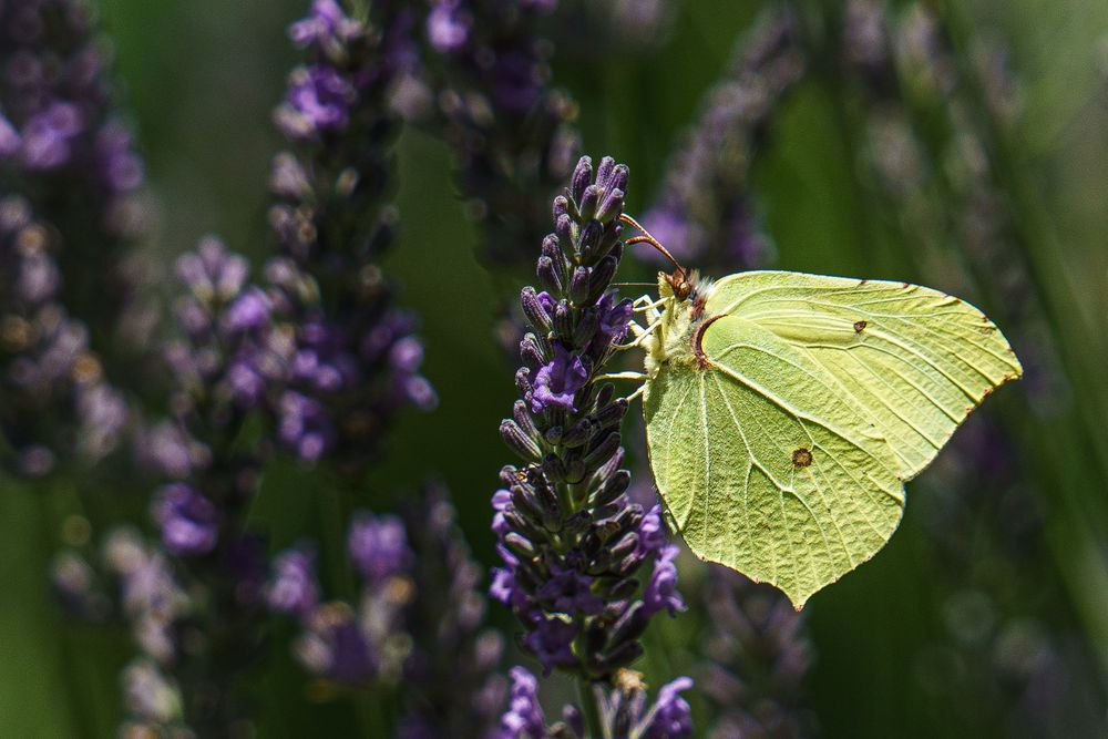 Zitronenfalter an Lavendel