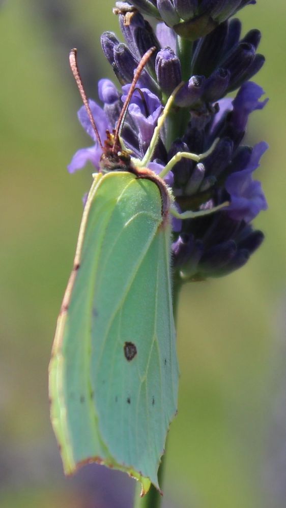 Zitronenfalter an Lavendel