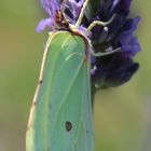 Zitronenfalter an Lavendel