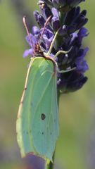 Zitronenfalter an Lavendel