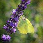 Zitronenfalter an Lavendel