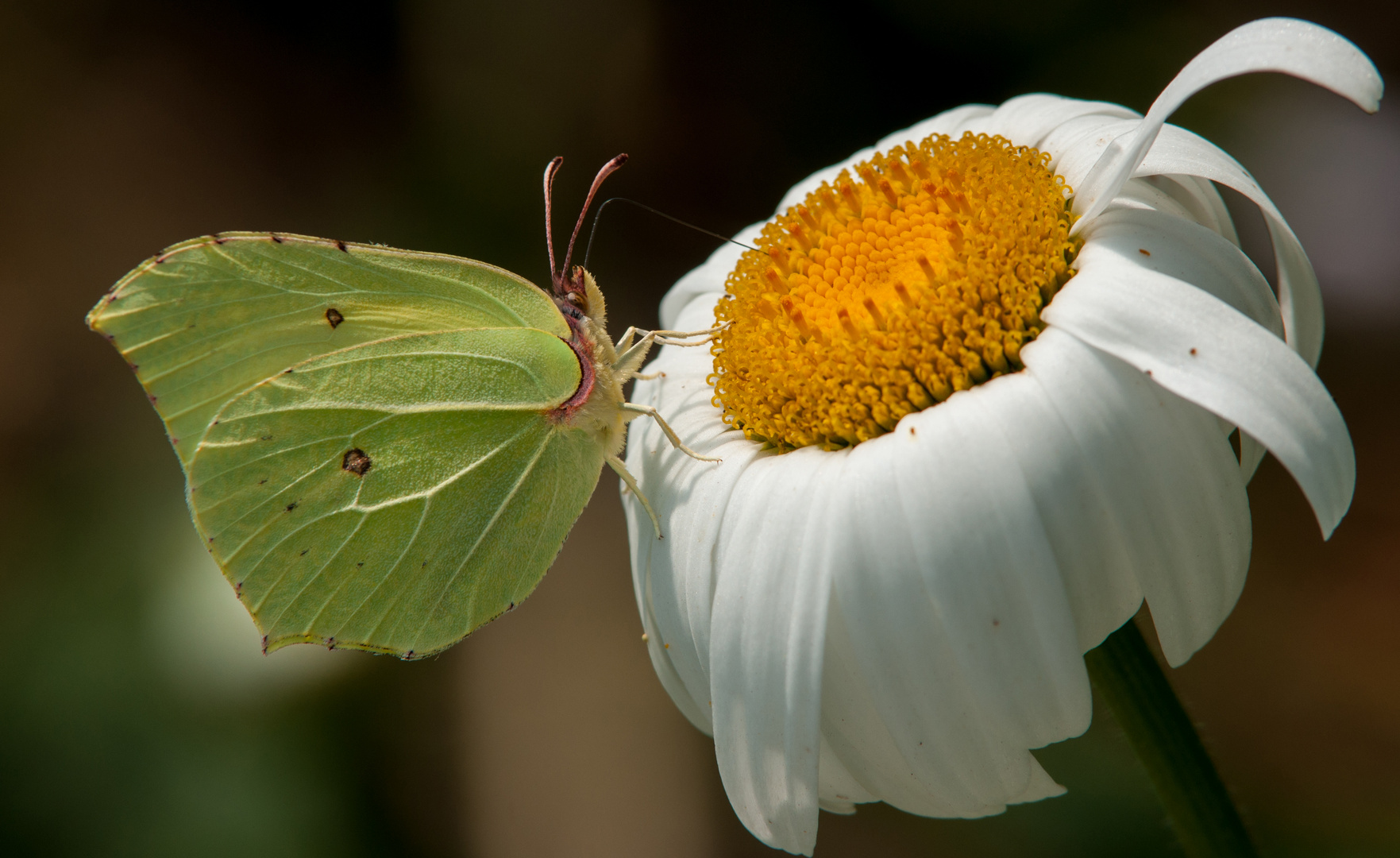 Zitronenfalter an Margarite