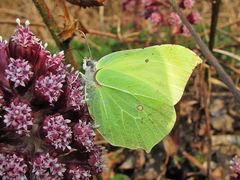 Zitronenfalter an rote Pestwurz