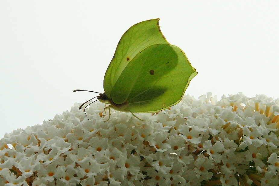 Zitronenfalter an Sommerflieder