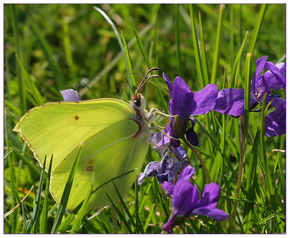 Zitronenfalter an Veilchenblüte...