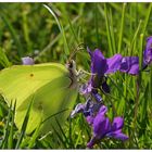 Zitronenfalter an Veilchenblüte...