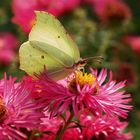 Zitronenfalter auf Aster