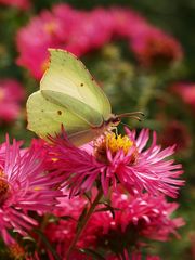 Zitronenfalter auf Aster