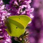 Zitronenfalter auf Blutweiderich