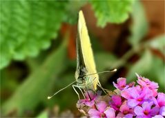 Zitronenfalter auf Buddlejablüte