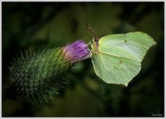 Zitronenfalter auf Distel (2)