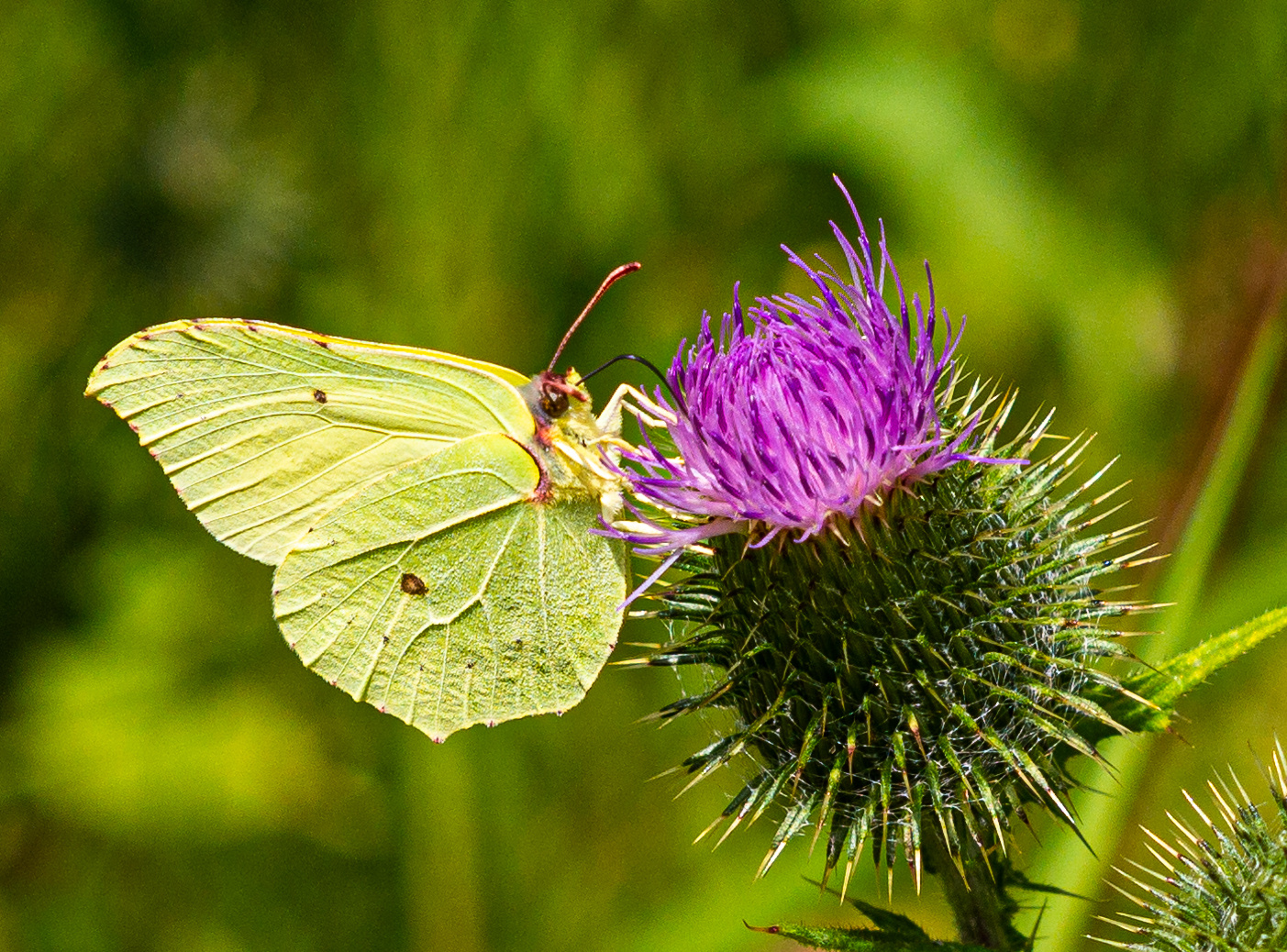 Zitronenfalter auf Distel