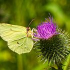 Zitronenfalter auf Distel