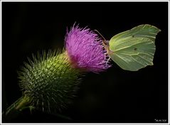 Zitronenfalter auf Distel (3)