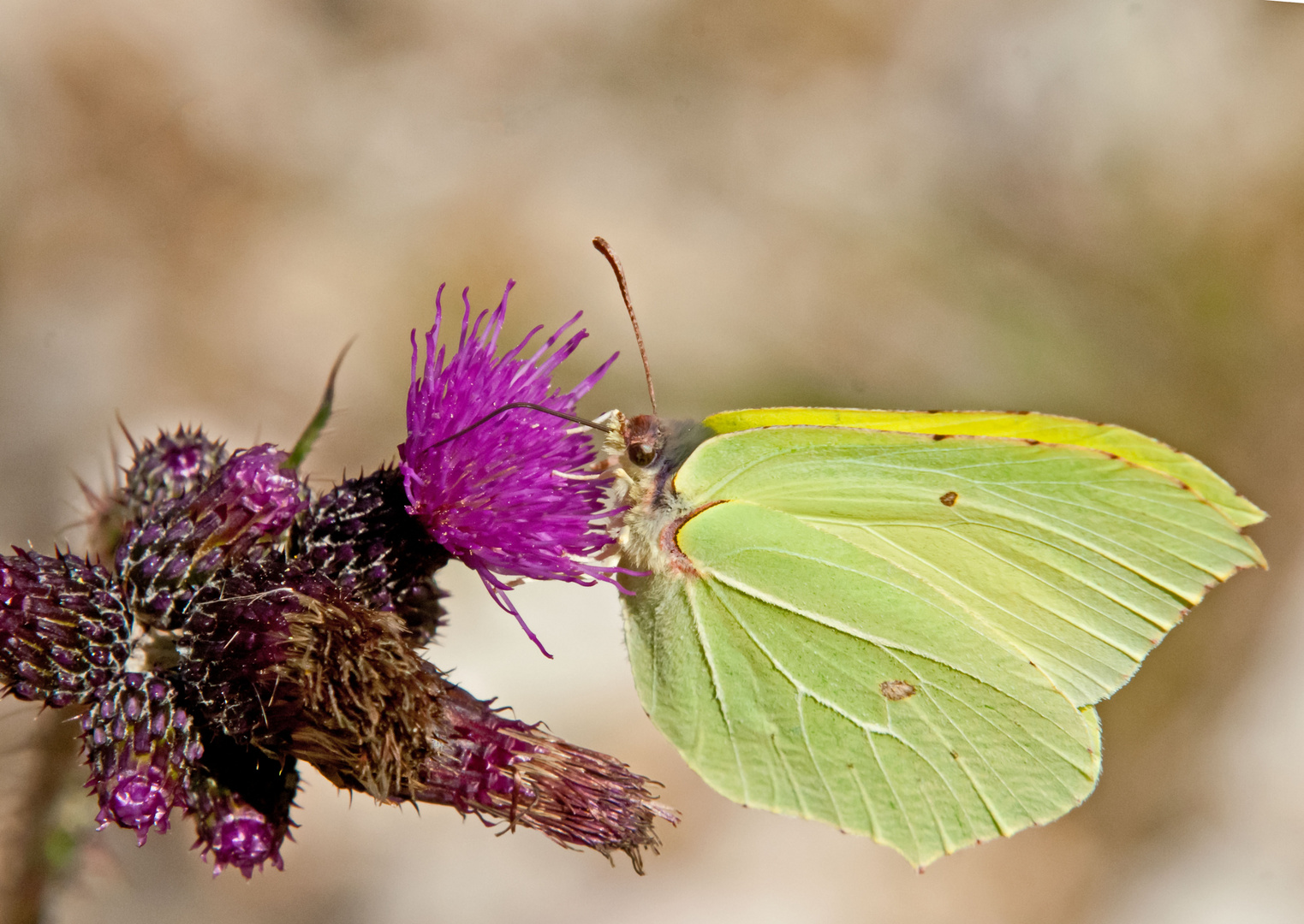 Zitronenfalter auf Distel