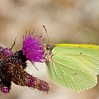 Zitronenfalter auf Distel