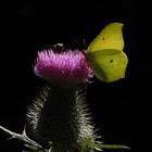 Zitronenfalter auf Distel