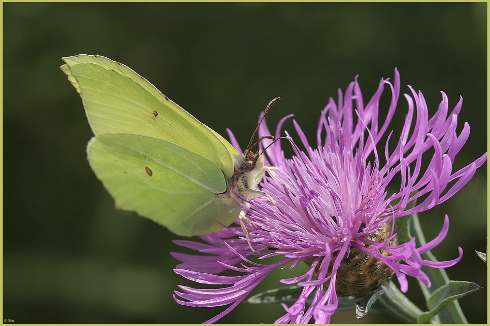 Zitronenfalter auf Distel