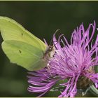 Zitronenfalter auf Distel