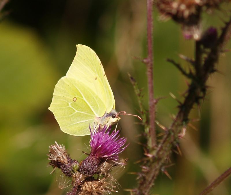 Zitronenfalter auf Distel