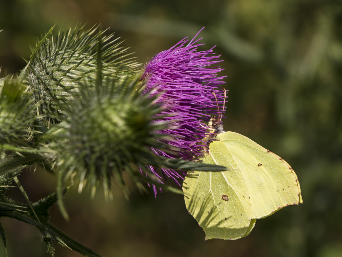 Zitronenfalter auf Distel