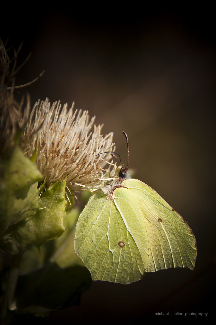 Zitronenfalter auf Distelblüte