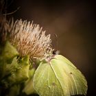 Zitronenfalter auf Distelblüte