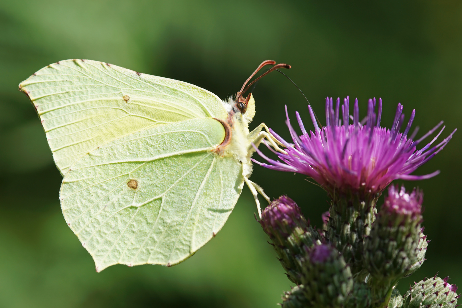 Zitronenfalter auf Distelblüte