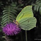 Zitronenfalter auf Distelblüte