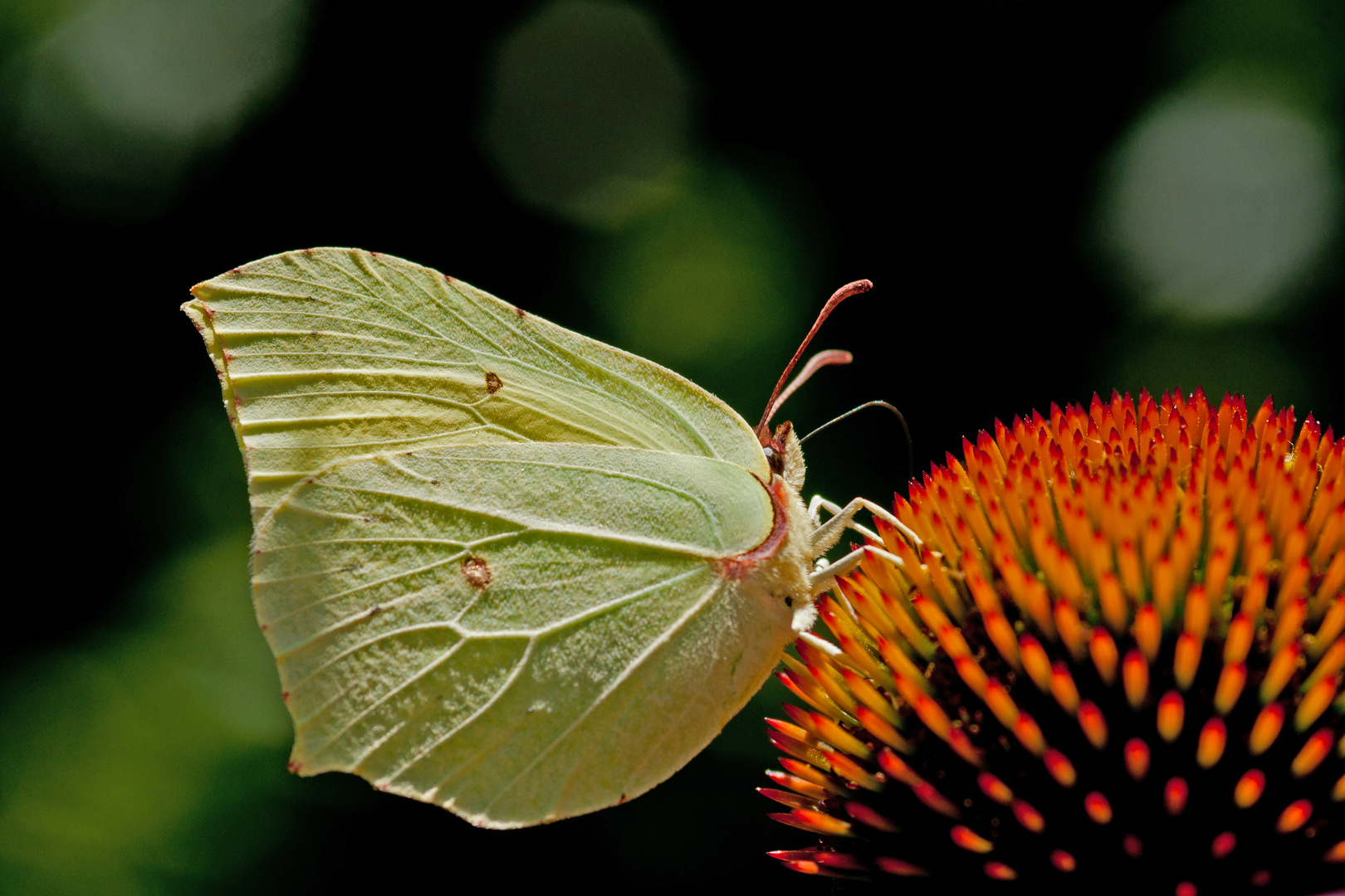 Zitronenfalter auf Echinacea