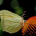 Zitronenfalter auf Echinacea