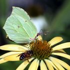 Zitronenfalter auf Echinacea