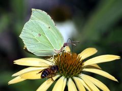 Zitronenfalter auf Echinacea