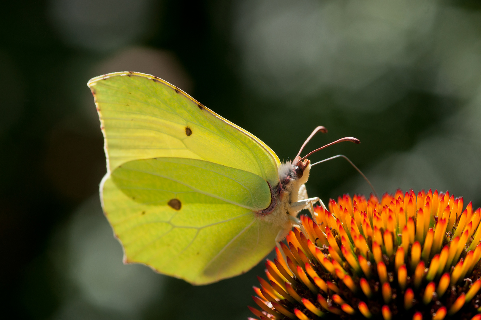 Zitronenfalter auf Echinacea Scheinsonnenhut