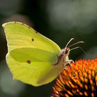 Zitronenfalter auf Echinacea Scheinsonnenhut