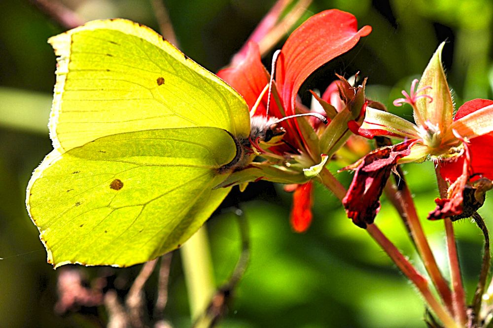 Zitronenfalter auf einer Blüte