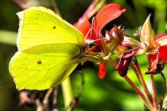 Zitronenfalter auf einer Blüte