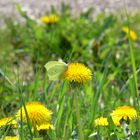 Zitronenfalter auf einer Löwenzahnblüte