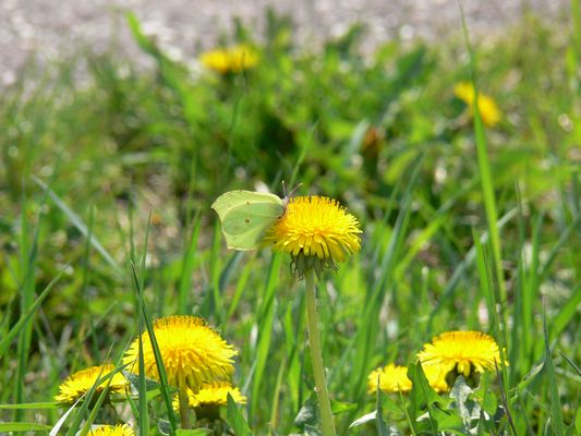 Zitronenfalter auf einer Löwenzahnblüte