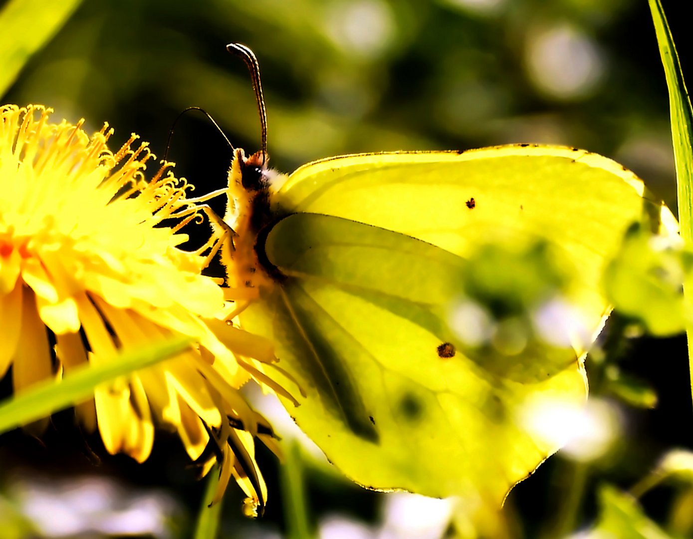  Zitronenfalter auf einer Löwenzahnblüte 