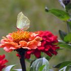 Zitronenfalter auf einer Zinienblüte