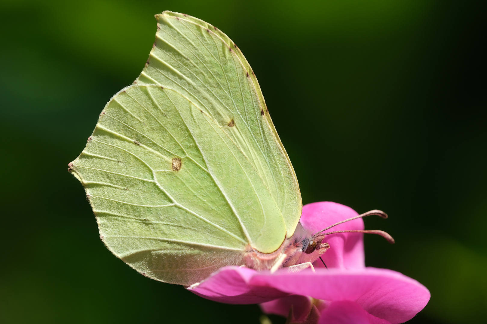 Zitronenfalter auf Gartenwicke