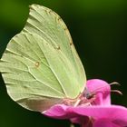 Zitronenfalter auf Gartenwicke