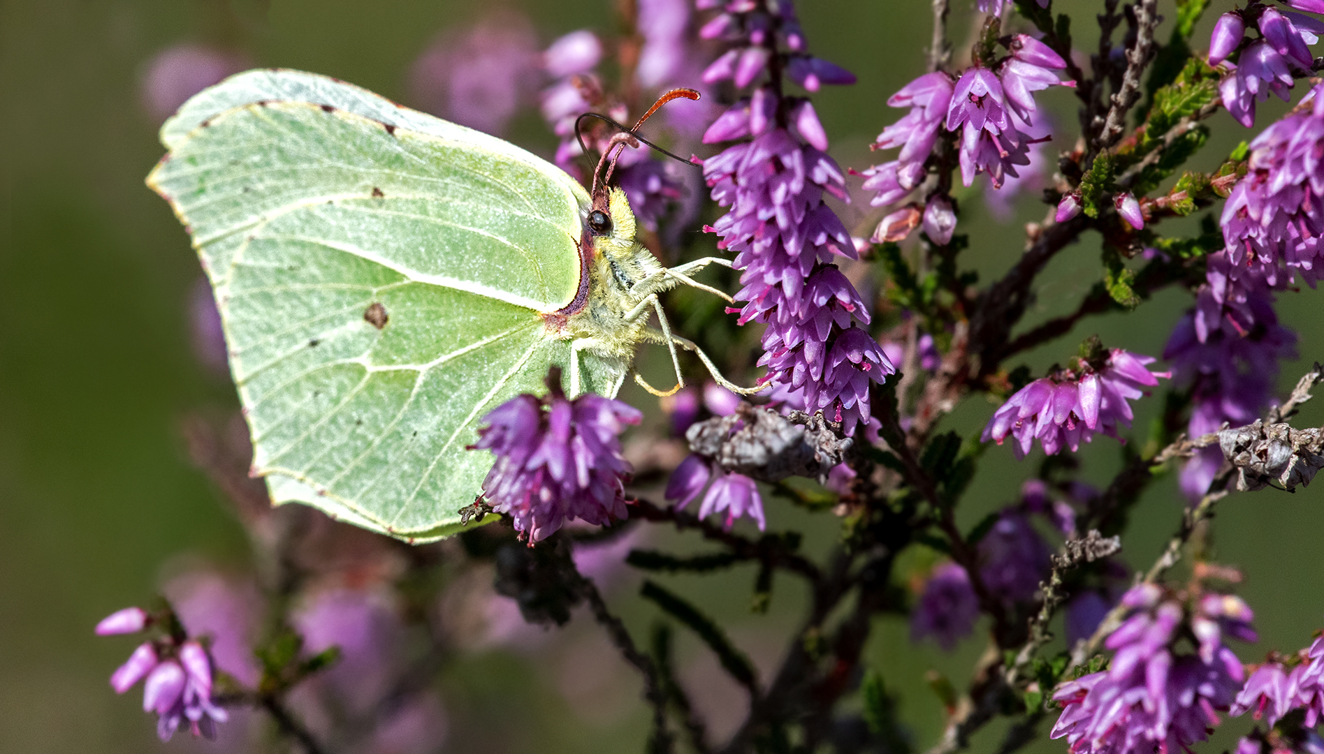 Zitronenfalter auf Heideblüten 003