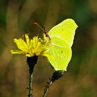 Zitronenfalter auf Huflattich