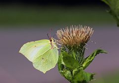 Zitronenfalter auf Kohlkratzdistel