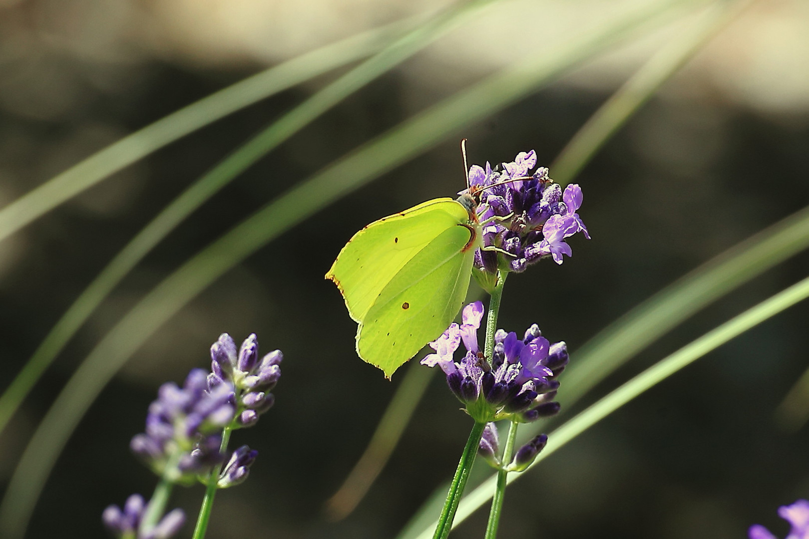 Zitronenfalter auf Lavendel 